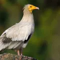 Alimoche