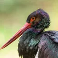 Cigüeña negra