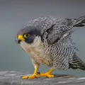 Halcón peregrino