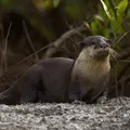 Nutria euroasiática